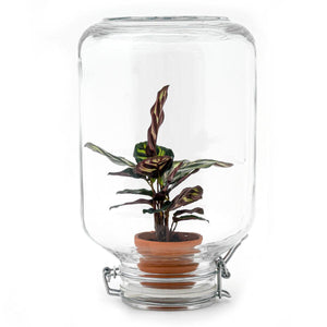 Chandra: Maanlicht Plant - Easyplant - Ø18cm ↑28cm