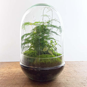 Omkara: Ei van Creatie - DIY Terrarium - ↕30cm