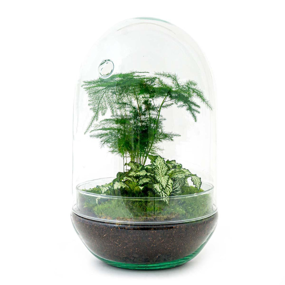 Omkara: Ei van Creatie - DIY Terrarium - ↕30cm