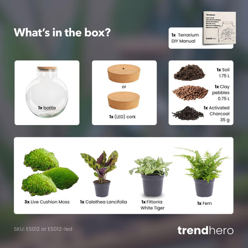 Bhūmi: De Aarde Verbinder - DIY Planten Terrarium – Zelfvoorzienend Mini-Ecosysteem L/XL