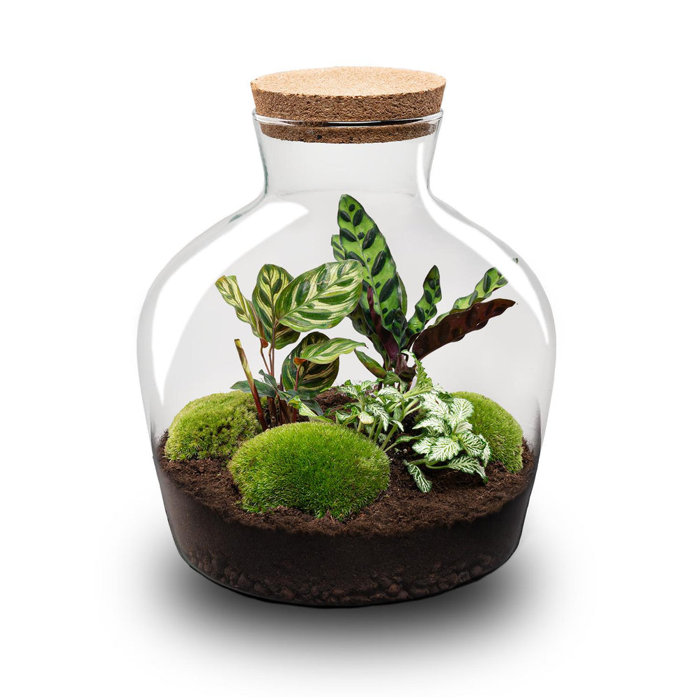 Jiva: Bonsai van Groei - DIY Planten Terrarium met licht - Ø29cm ↑30cm