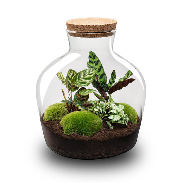 Jiva: Bonsai van Groei - DIY Planten Terrarium met licht - Ø29cm ↑30cm
