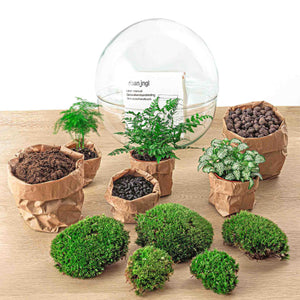 Dharma: Bonsai van Balans - DIY Planten Terrarium Tweedelig Bolglas -Ø28cm ↑28cm + 4-delige Toolkit