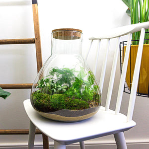 Satori: Bonsai van Ontwaking - DIY Planten Terrarium met Licht - Ø30cm ↑32cm + 4-delige Toolkit
