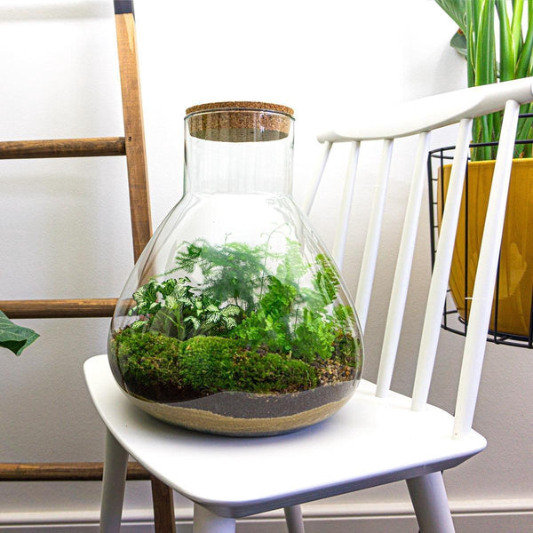 Satori: Bonsai van Ontwaking - DIY Planten Terrarium met Licht - Ø30cm ↑32cm + 4-delige Toolkit