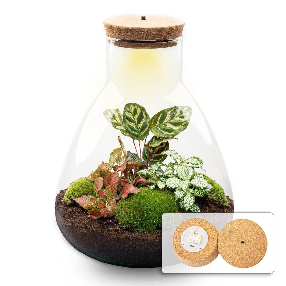 Satori: Bonsai van Ontwaking - DIY Planten Terrarium met Licht - Ø24,5cm ↑30cm