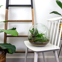 Dharma: Bonsai van Balans - DIY Planten Terrarium Tweedelig Bolglas -Ø28cm ↑28cm + 4-delige Toolkit