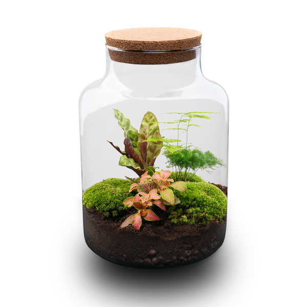 Milkyāna: Bonsai Sterrenpad - DIY Planten Terrarium met Licht - Ø21cm ↑30cm