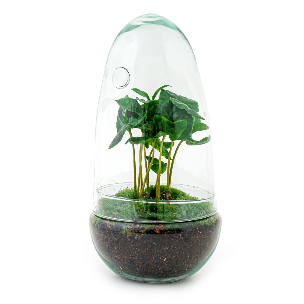 Omkara: Ei van Creatie - DIY Terrarium - ↕25cm