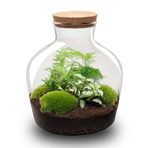 Jiva: Ziel van Groei - DIY Planten Terrarium met Licht - Ø29cm ↑30cm