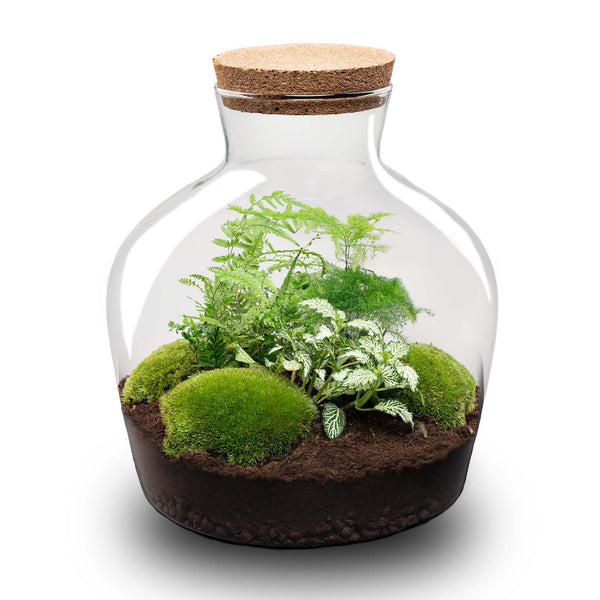Jiva: Ziel van Groei - DIY Planten Terrarium met Licht - Ø29cm ↑30cm