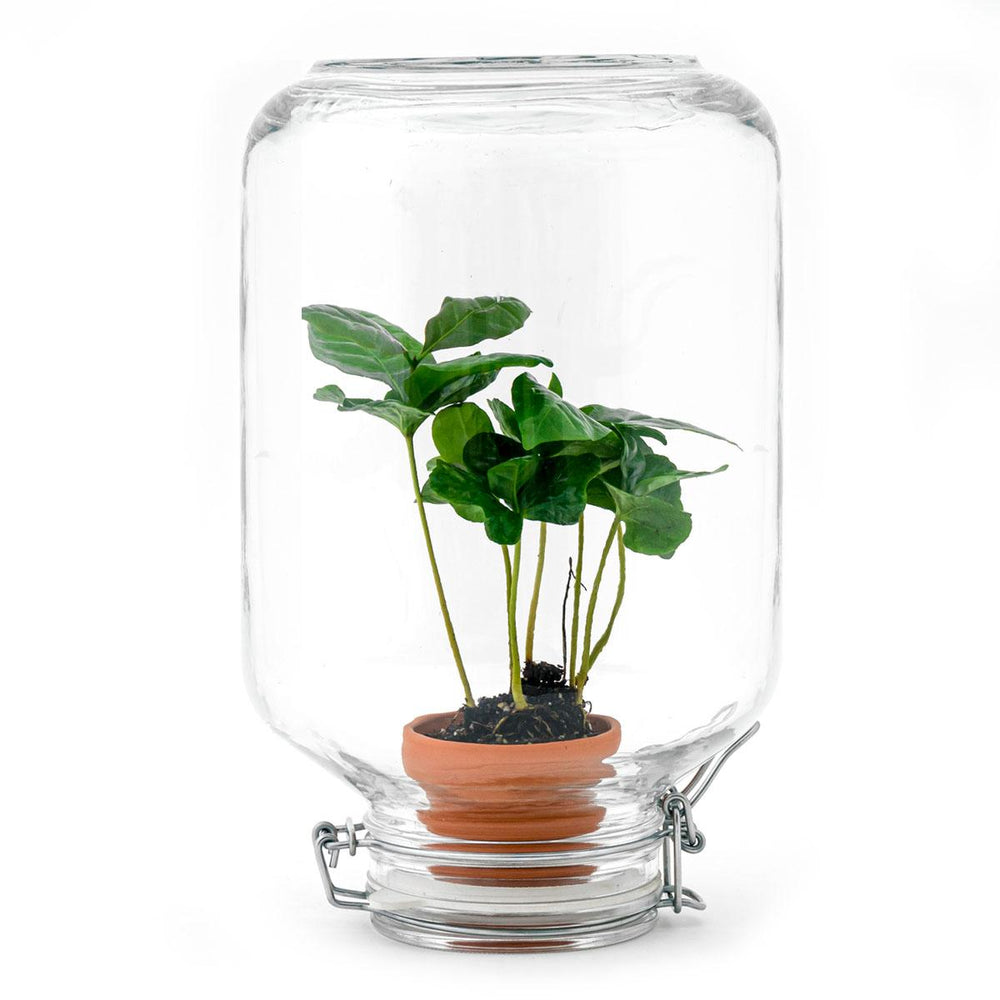 Brahma Bean: Koffieplant van Creatie - Easyplant - Ø18cm ↑28cm