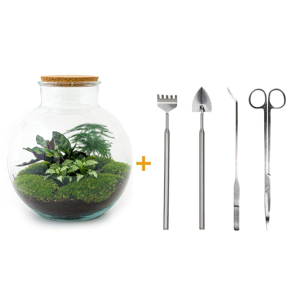 Bhūmi: Bonsai Verbinder - DIY Terrarium - ↕30cm  + 4-delige Toolkit