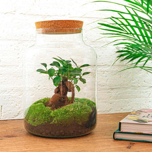 Milkyāna: Bonsai Sterrenpad - DIY Planten Terrarium met licht - Ø21cm ↑30cm + 4-delige Toolkit