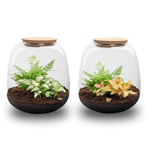 Elysia Mini: Tuin(tje) van Stilte - Planten Terrarium - ↑20cm Ø19cm - Fittona Ruby Lime