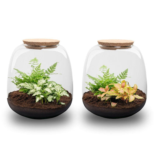 Elysia Mini: Tuin(tje) van Stilte - Planten Terrarium - ↑20cm Ø19cm - Fittona Ruby Lime