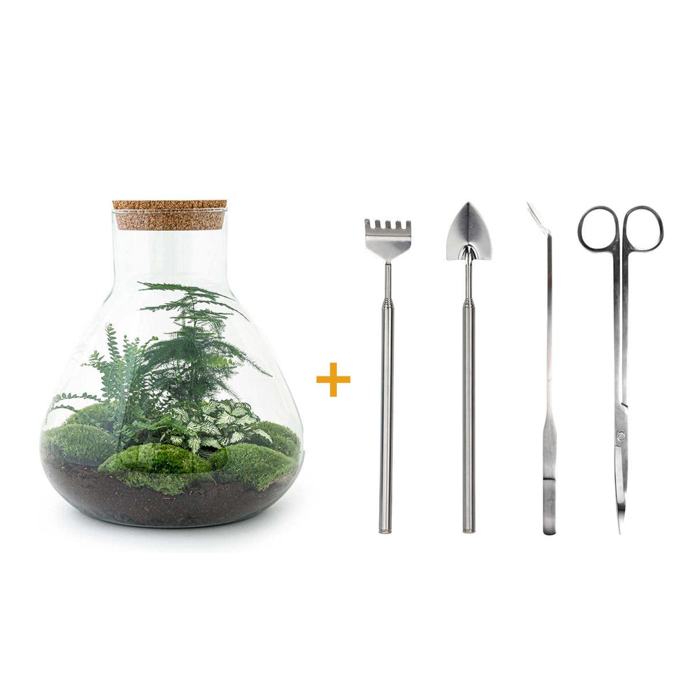 Satori: Bonsai van Ontwaking - DIY Planten Terrarium met Licht - Ø30cm ↑32cm + 4-delige Toolkit