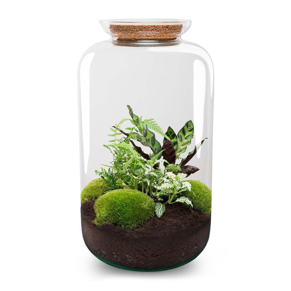 Shanti: Bonsai van Innerlijke Vrede - DIY Planten Terrarium met licht - Ø23cm ↑43cm