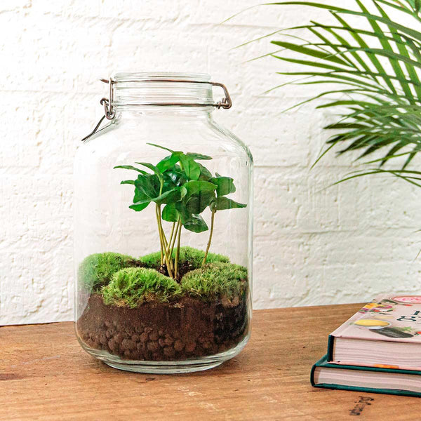 Brahma Bean: Bonsai van Creatie - DIY Terrarium - ↕28cm + 4-delige Toolkit