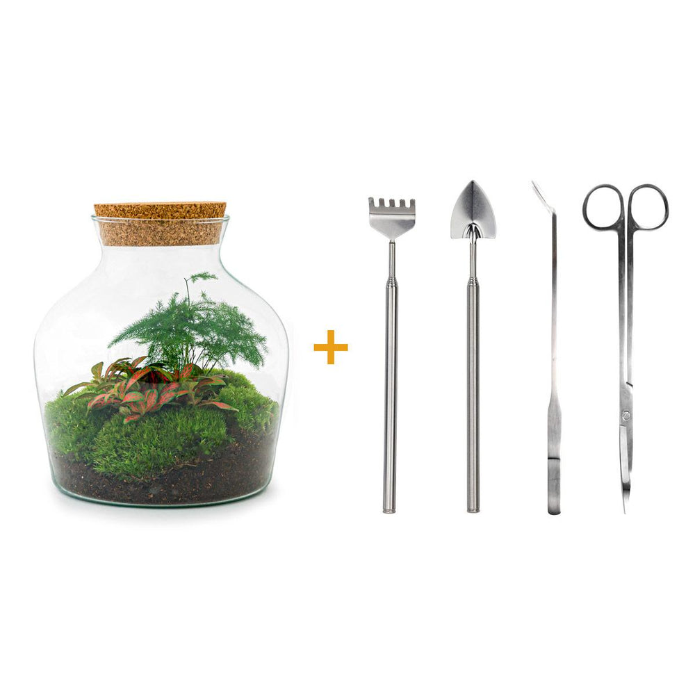 Jiva: Bonsai van Groei - DIY Terrarium - ↕21,5cm + 4-delige Toolkit