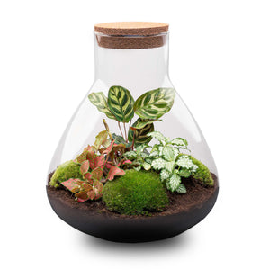 Satori: Bonsai van Ontwaking - DIY Planten Terrarium met Licht - Ø 30 cm ↑32cm
