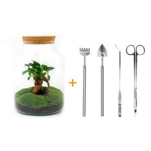 Milkyāna: Bonsai Sterrenpad - DIY Planten Terrarium met licht - Ø21cm ↑30cm + 4-delige Toolkit