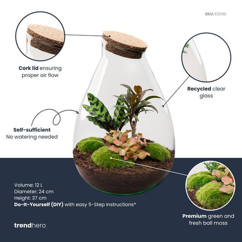 Prāṇa Palm: Bonsai van Ademhaling - DIY Planten Terrarium - Ø24cm ↑37cm