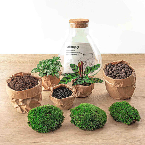 Sūrya: Bonsai van Licht - DIY Planten Terrarium – ↕27cm