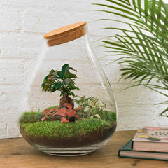 Rudra: Bonsai van Transformatie - DIY Planten terrarium - Ø24cm ↑37cm + 4-delige Toolkit