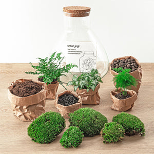 Satori: Bonsai van Ontwaking - DIY Planten Terrarium met Licht - Ø30cm ↑32cm + 4-delige Toolkit