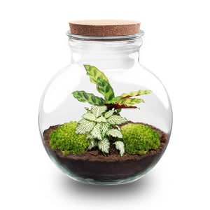 Tara: Bonsai van Compassie - DIY Planten Terrarium (met licht) - Ø25cm ↑26,5cm
