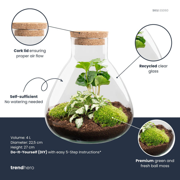 Sūrya: Bonsai van Licht - DIY Planten Terrarium – ↕27cm