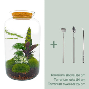 Shanti - Bonsai van Vrede - DIY Planten Terrarium met licht - Ø23 cm ↑43cm + 4-delige Toolkit