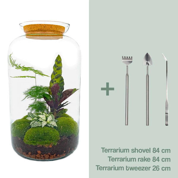 Shanti - Bonsai van Vrede - DIY Planten Terrarium met licht - Ø23 cm ↑43cm + 4-delige Toolkit