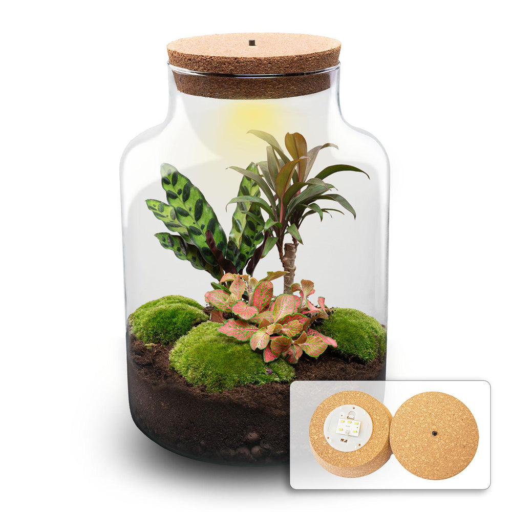 Milkyāna: Sterrenpad - DIY Planten Terrarium met Licht - Ø21cm ↑30cm