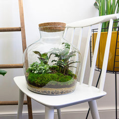 Jiva: Bonsai van Groei - DIY Planten Terrarium met licht - Ø29cm ↑30cm