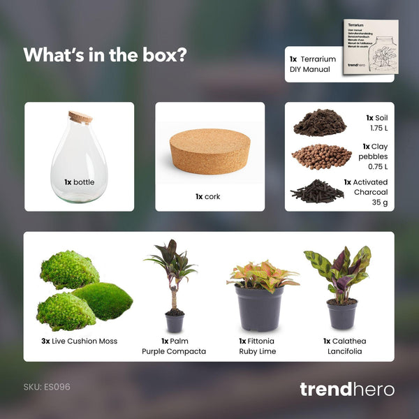 Prāṇa Palm: Bonsai van Ademhaling - DIY Planten Terrarium - Ø24cm ↑37cm