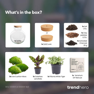 Tara: Bonsai van Compassie - DIY Planten Terrarium (met licht) - Ø25cm ↑26,5cm