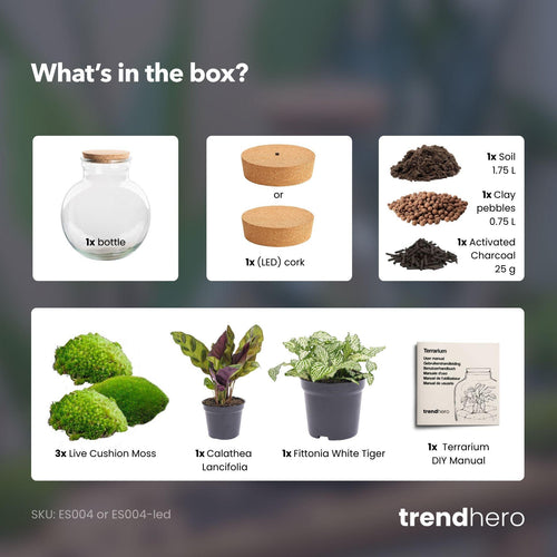 Tara: Bonsai van Compassie - DIY Planten Terrarium (met licht) - Ø25cm ↑26,5cm