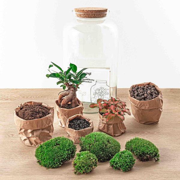 Shanti: Bonsai van Innerlijke Vrede - DIY Terrarium - ↕43cm + 4-delige Toolkit