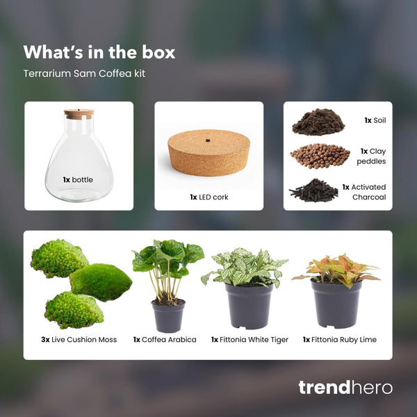 Satori: Bonsai van Ontwaking - DIY Planten Terrarium met Licht - Ø24,5cm ↑30cm