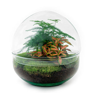 Dharma: Bonsai van Balans - DIY Terrarium - Dome Red - ↕20cm