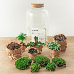 Shanti: Bonsai van Innerlijke Vrede - DIY Planten Terrarium met licht - XL Botanical - Ø23cm ↑43cm + Toolkit