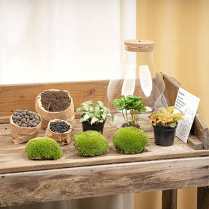 Satori: Bonsai van Ontwaking - DIY Planten Terrarium met Licht - Ø24,5cm ↑30cm