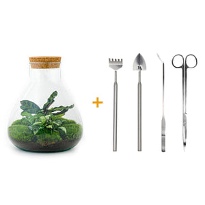 Sūrya: Bonsai van Licht - DIY Terrarium - 27cm + 4-delige Toolkit