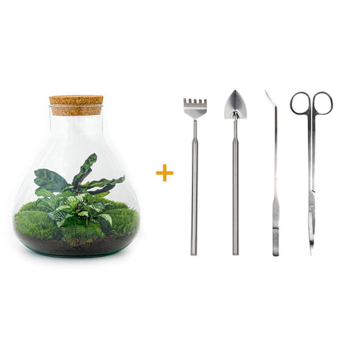 Sūrya: Bonsai van Licht - DIY Terrarium - 27cm + 4-delige Toolkit