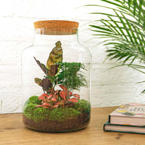 Milkyāna: Bonsai Sterrenpad - DIY Planten Terrarium met Licht - Ø21cm ↑30cm + 4-delige Toolkit