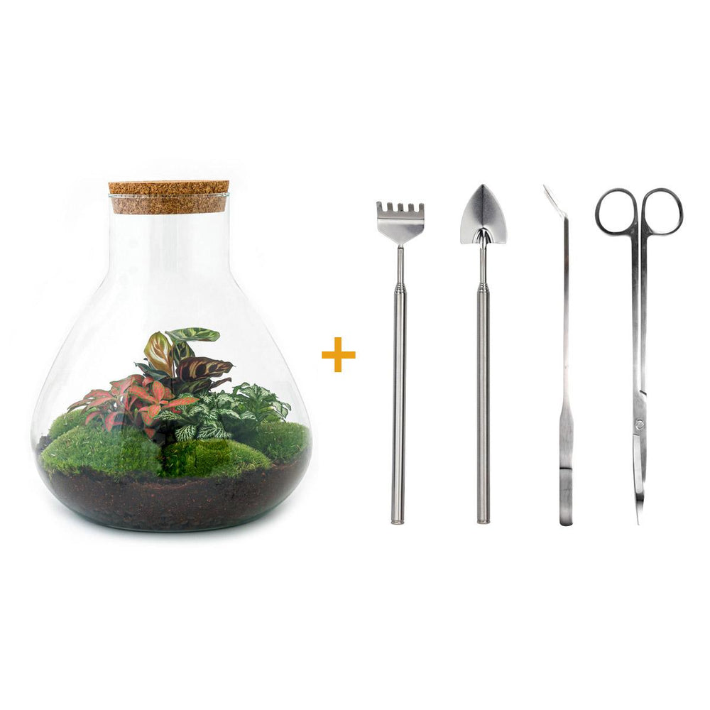 Satori: Bonsai van Ontwaking - DIY Planten Terrarium met Licht - Ø30cm ↑32cm + 4-delige Toolkit