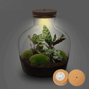 Jiva: Bonsai van Groei - DIY Planten Terrarium met licht - Ø29cm ↑30cm