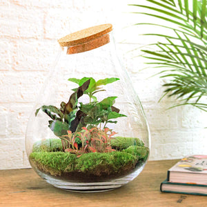 Prāṇa Palm: Bonsai van Ademhaling - DIY Planten Terrarium - Ø24cm ↑37cm + 4-delige Toolkit